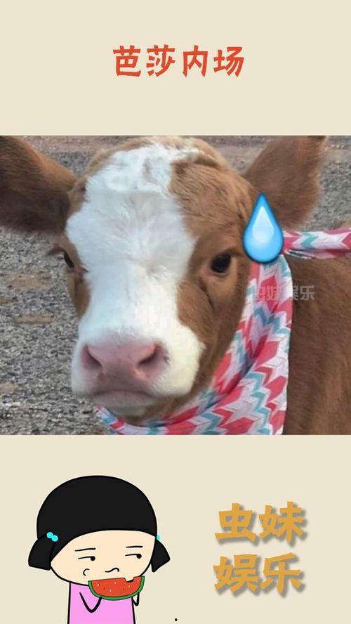 娱乐吃瓜酱可爱